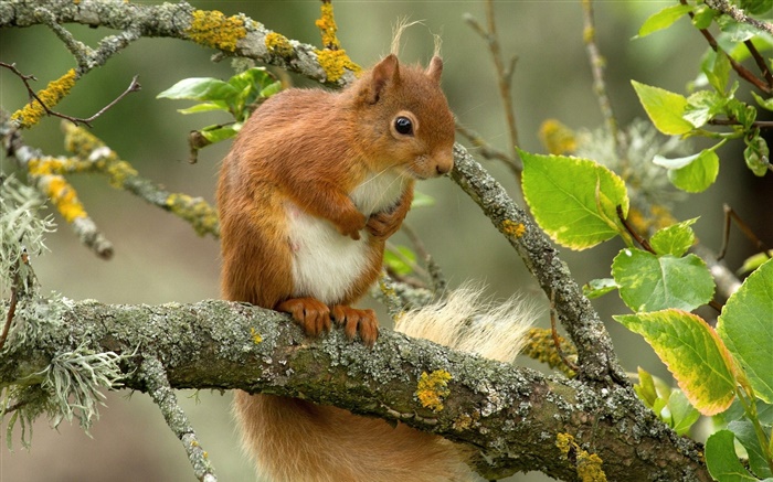 Squirrel, tree, leaves, twigs Wallpapers Pictures Photos Images