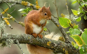 Squirrel, tree, leaves, twigs HD wallpaper