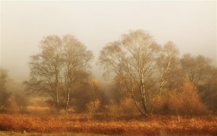 Trees, autumn, fog, morning Wallpapers Pictures Photos Images