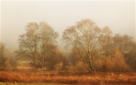 Trees, autumn, fog, morning HD wallpaper