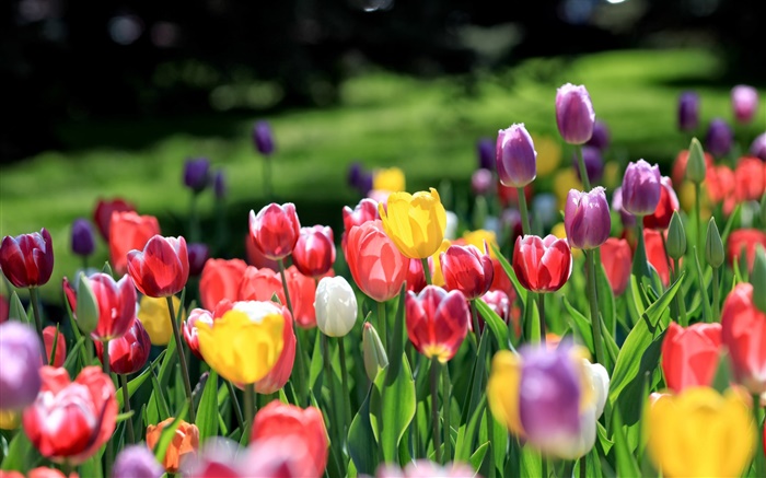Tulips garden, red yellow purple pink white flowers Wallpapers Pictures Photos Images