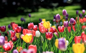Tulips garden, red yellow purple pink white flowers HD wallpaper