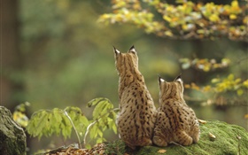 Two lynxes back view