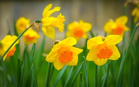Yellow narcissus flowers, petals HD wallpaper