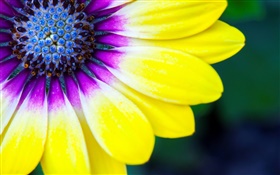 Yellow petals flower close-up, pistil HD wallpaper