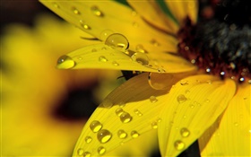 Yellow sunflower petals macro photography, dew HD wallpaper