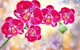 Beautiful pink flowers, phalaenopsis HD wallpaper