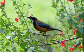 Bird, twigs, leaves, green background HD wallpaper