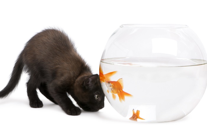 Black cat and goldfish Wallpapers Pictures Photos Images