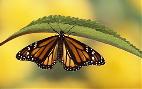 Butterfly, green leaf HD wallpaper