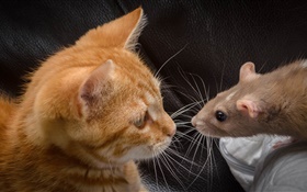 Cat and mouse face to face HD wallpaper