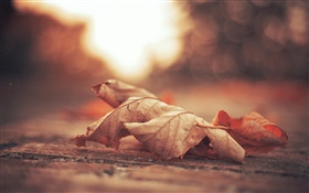 Dry leaf, road, autumn HD wallpaper