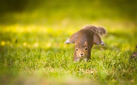 Gray rabbit running in the grass HD wallpaper