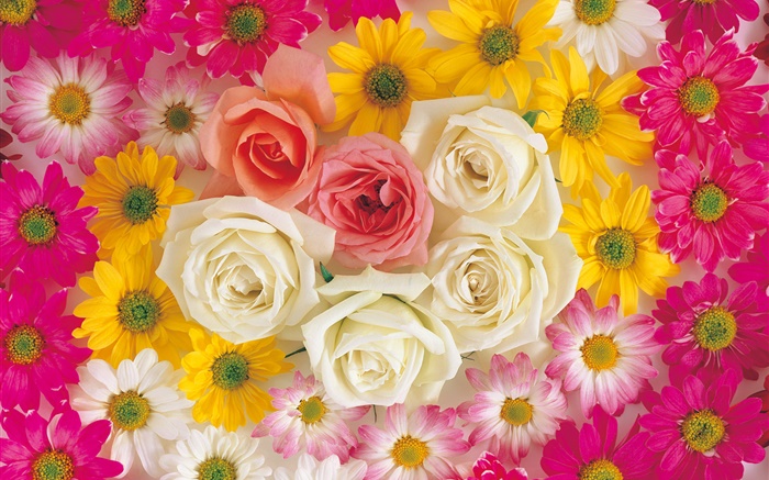 Many flowers, rose, chamomile Wallpapers Pictures Photos Images