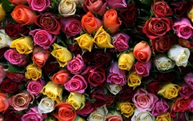 Many rose flowers, different colors HD wallpaper