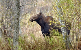 Moose in autumn forest HD wallpaper