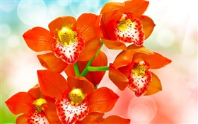 Orange petals orchid HD wallpaper