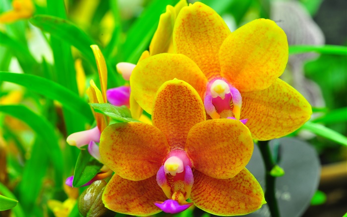 Orange phalaenopsis, orchid, leaves Wallpapers Pictures Photos Images