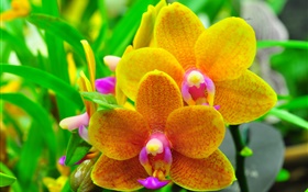 Orange phalaenopsis, orchid, leaves HD wallpaper