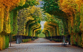 Park, trees, road, bench, autumn HD wallpaper