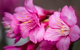 Pink flowers macro photography, pistil HD wallpaper