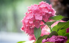 Pink hydrangea flowers, leaves HD wallpaper