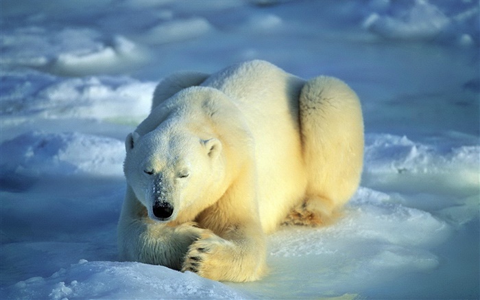 Polar bear in sleeping Wallpapers Pictures Photos Images