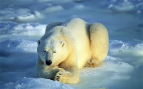 Polar bear in sleeping HD wallpaper