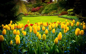 Queen Elizabeth Park, Canada, yellow tulips, lawn HD wallpaper