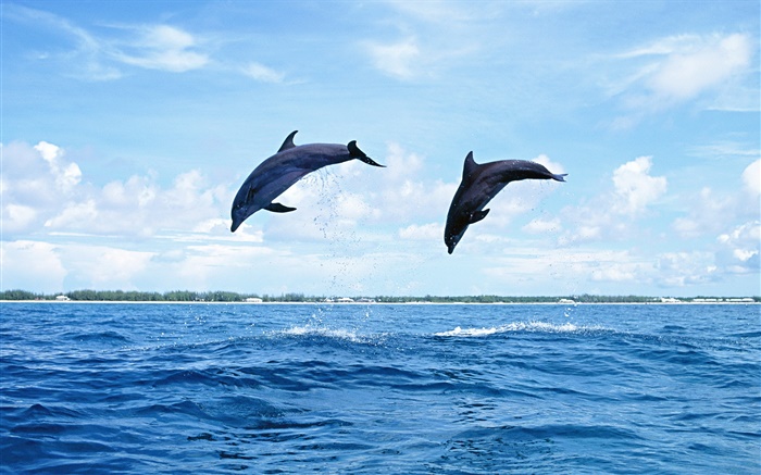 Sea animals, dolphins, jumping Wallpapers Pictures Photos Images