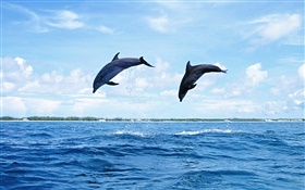 Sea animals, dolphins, jumping HD wallpaper