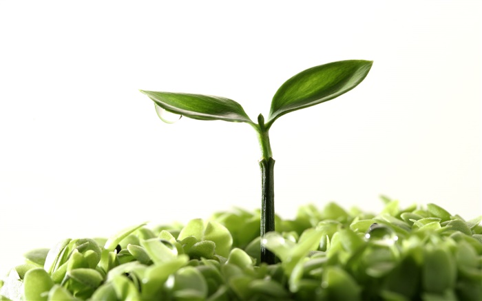 Spring, buds, leaves, green, dew Wallpapers Pictures Photos Images