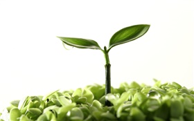 Spring, buds, leaves, green, dew HD wallpaper