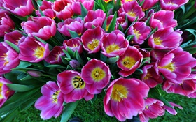 Spring flowers, purple tulips HD wallpaper