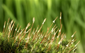 Spring, grass, green background HD wallpaper