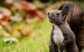Squirrel look up, bokeh HD wallpaper