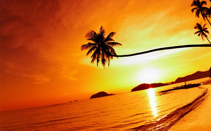 Tropical beach sunset, palm tree, Thailand Wallpapers Pictures Photos Images