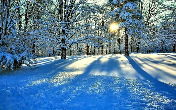 Winter, snow, trees, sun rays Wallpapers Pictures Photos Images