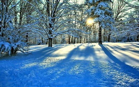 Winter, snow, trees, sun rays HD wallpaper