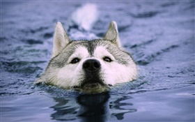 Wolf swim in the water HD wallpaper