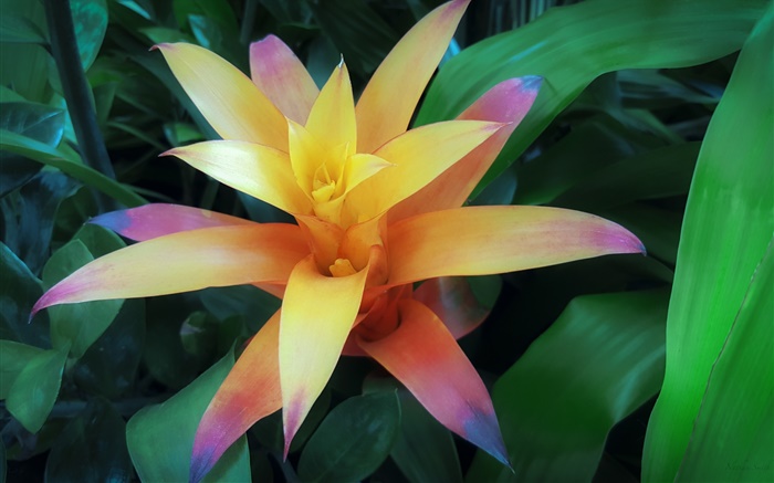Yellow orange petals flower Wallpapers Pictures Photos Images