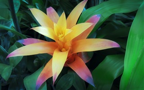 Yellow orange petals flower HD wallpaper