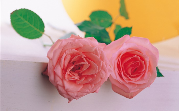 A pair of pink rose Wallpapers Pictures Photos Images