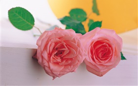 A pair of pink rose HD wallpaper