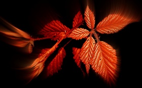 Autumn, red leaves, black background HD wallpaper