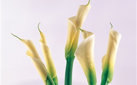 Calla lily, water drops HD wallpaper