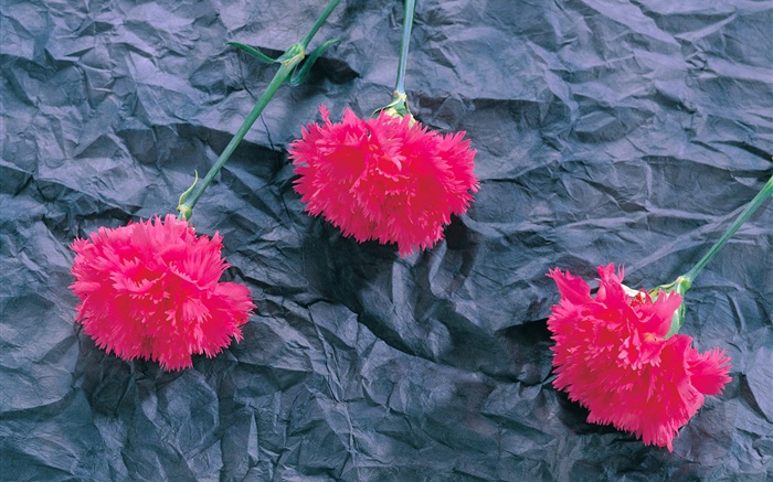 Carnations, pink flowers Wallpapers Pictures Photos Images