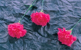 Carnations, pink flowers HD wallpaper