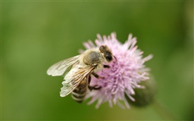Insect bee close-up, pink flower HD wallpaper