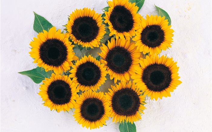 Many sunflowers Wallpapers Pictures Photos Images